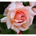Smaržviela Roze 12 ml