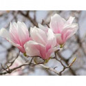 Smaržviela Magnolija 12 ml