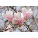 Smaržviela svecēm Magnolija 10 ml