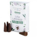 Vīraks Lush Lavender ar lejup ejošu dūmu ( Back flow) 12 gab